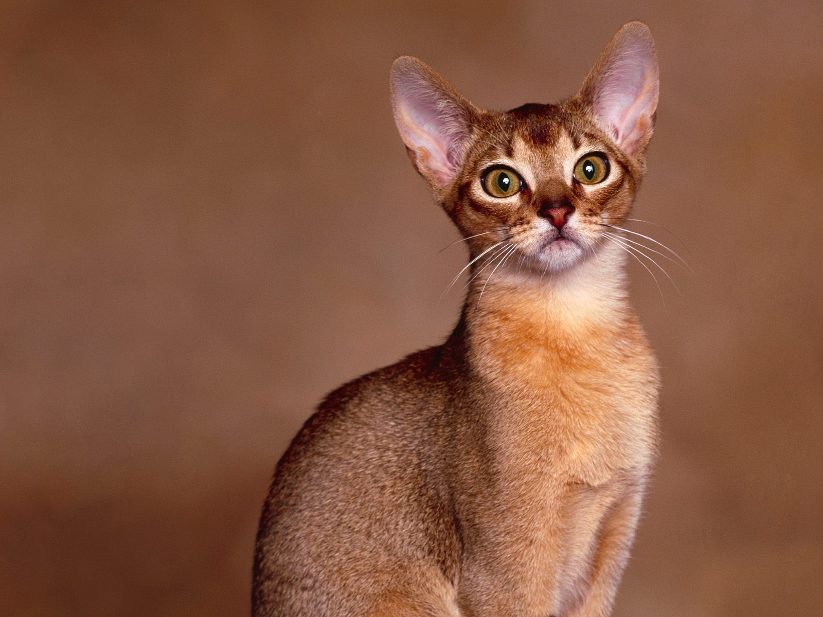 Abyssinian Cat Close Up for 1600 x 1200 resolution