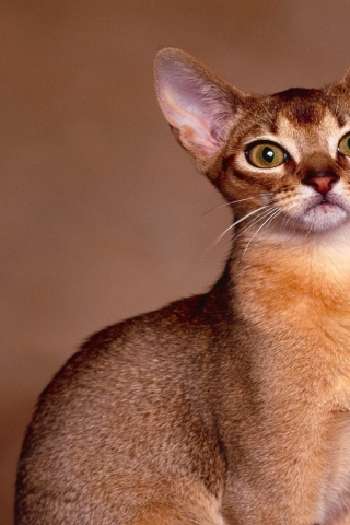 Abyssinian Cat Close Up for 320 x 480 iPhone resolution