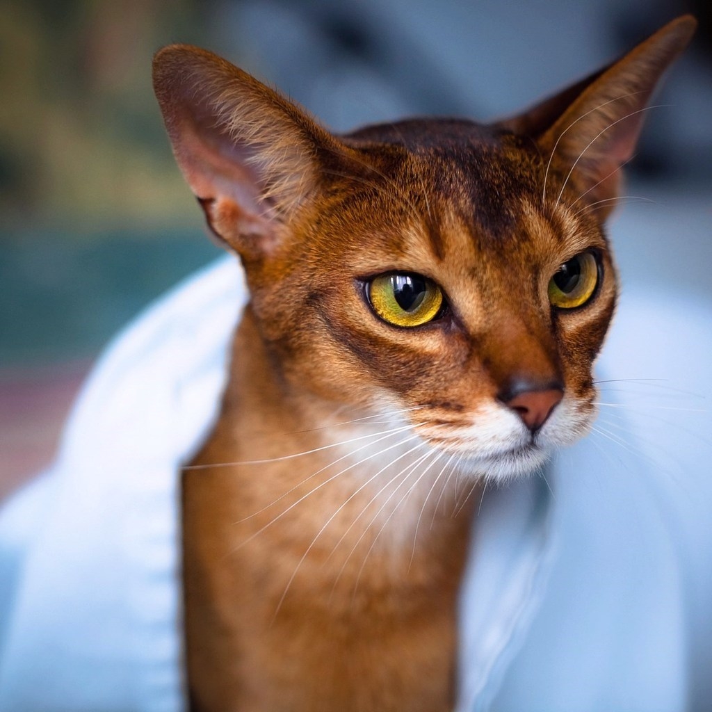 Abyssinian Cat in White Towel for 1024 x 1024 iPad resolution