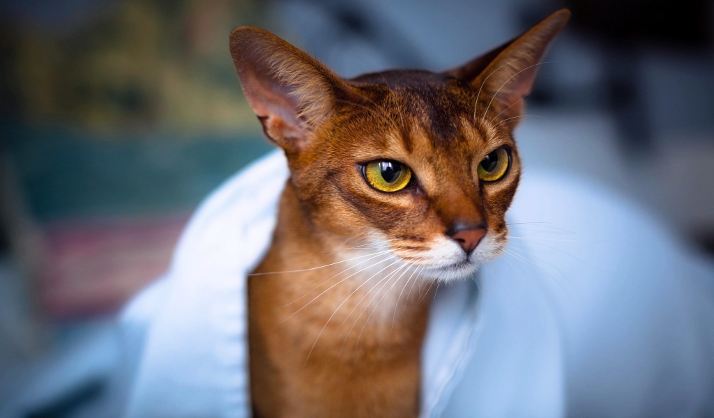Abyssinian Cat in White Towel for 1024 x 600 widescreen resolution