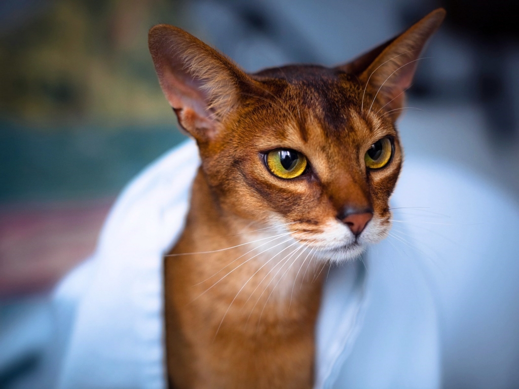 Abyssinian Cat in White Towel for 1024 x 768 resolution