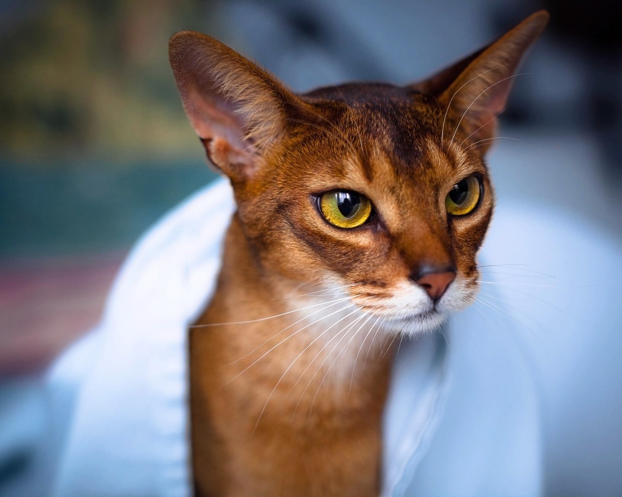 Abyssinian Cat in White Towel for 1280 x 1024 resolution
