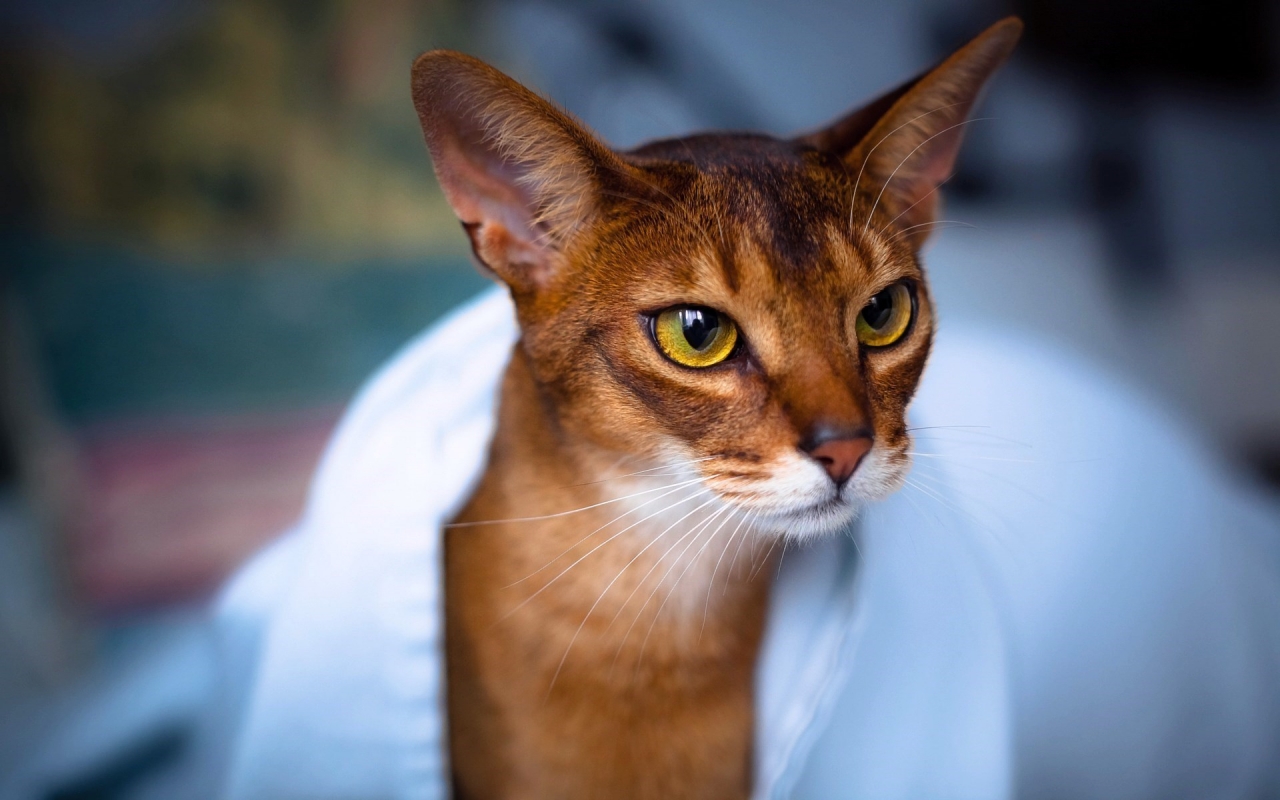 Abyssinian Cat in White Towel for 1280 x 800 widescreen resolution