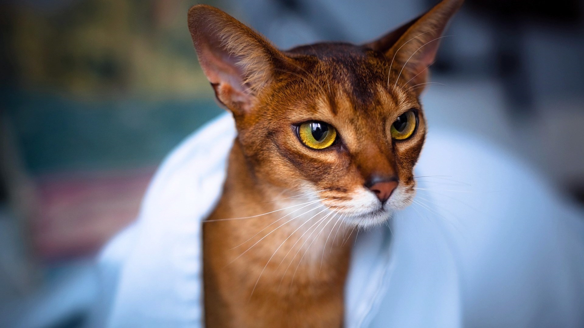 Abyssinian Cat in White Towel for 1920 x 1080 HDTV 1080p resolution