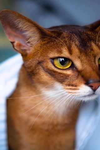Abyssinian Cat in White Towel for 320 x 480 iPhone resolution