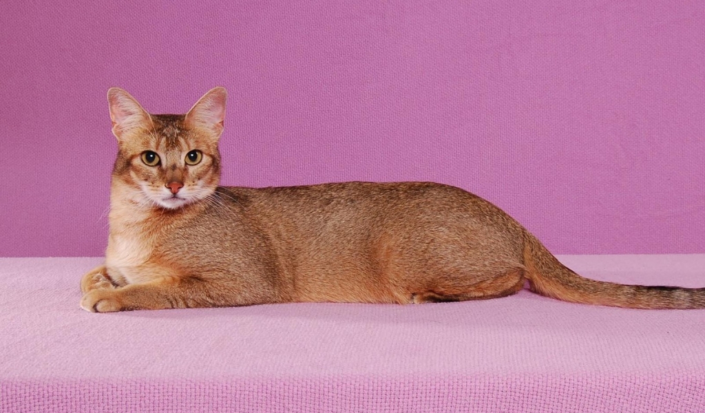 Abyssinian Cat Pose for 1024 x 600 widescreen resolution