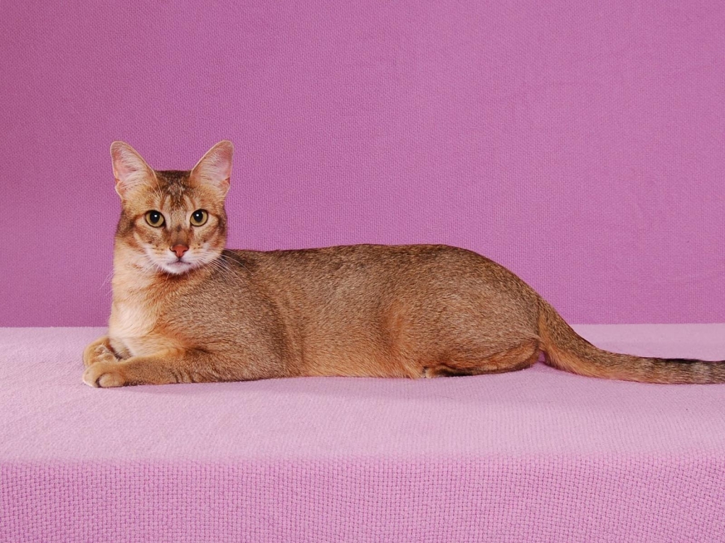 Abyssinian Cat Pose for 1024 x 768 resolution