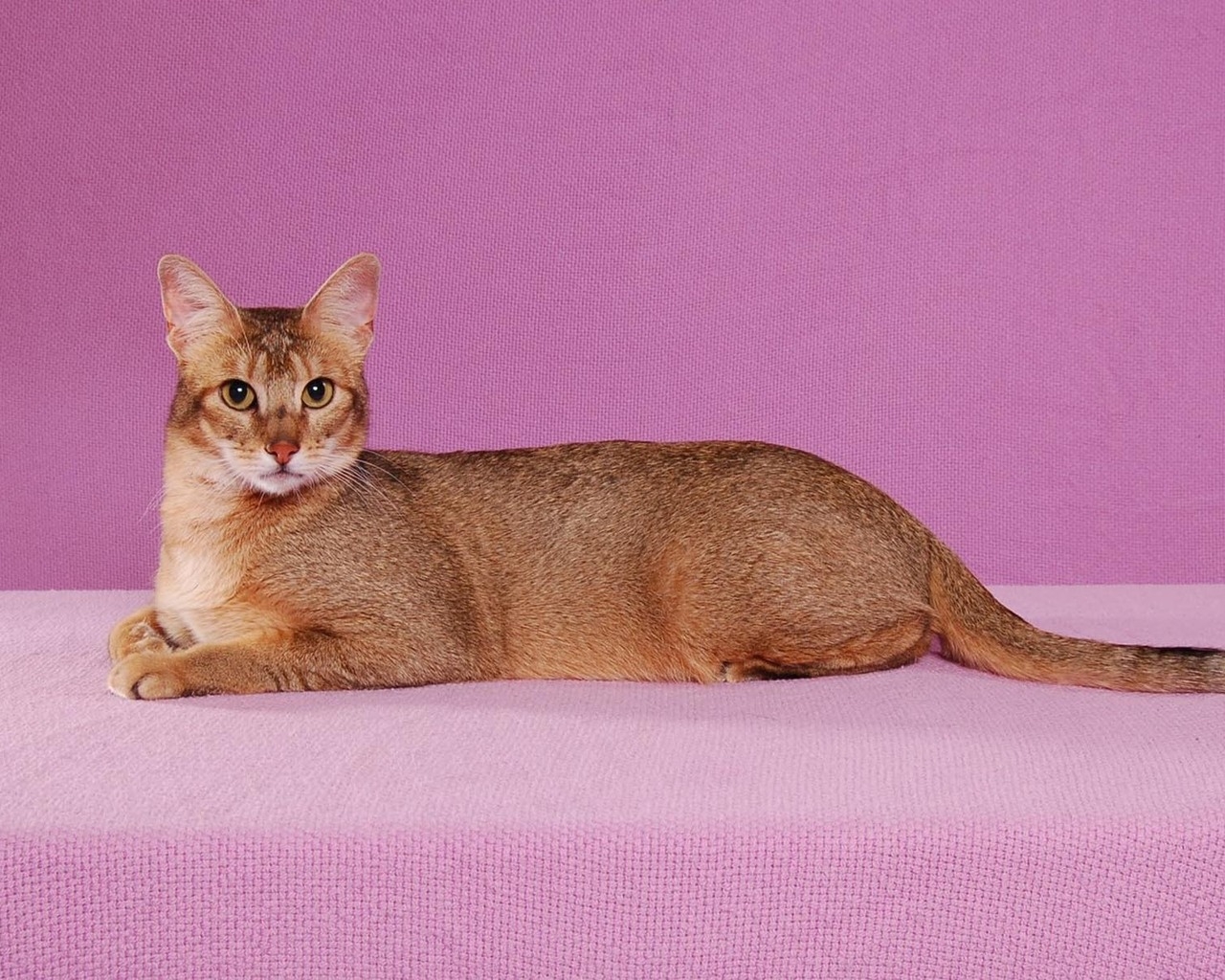 Abyssinian Cat Pose for 1280 x 1024 resolution