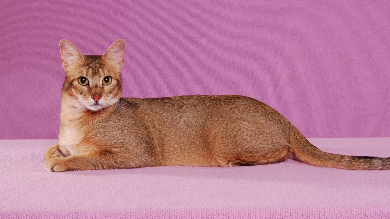 Abyssinian Cat Pose for 1280 x 720 HDTV 720p resolution