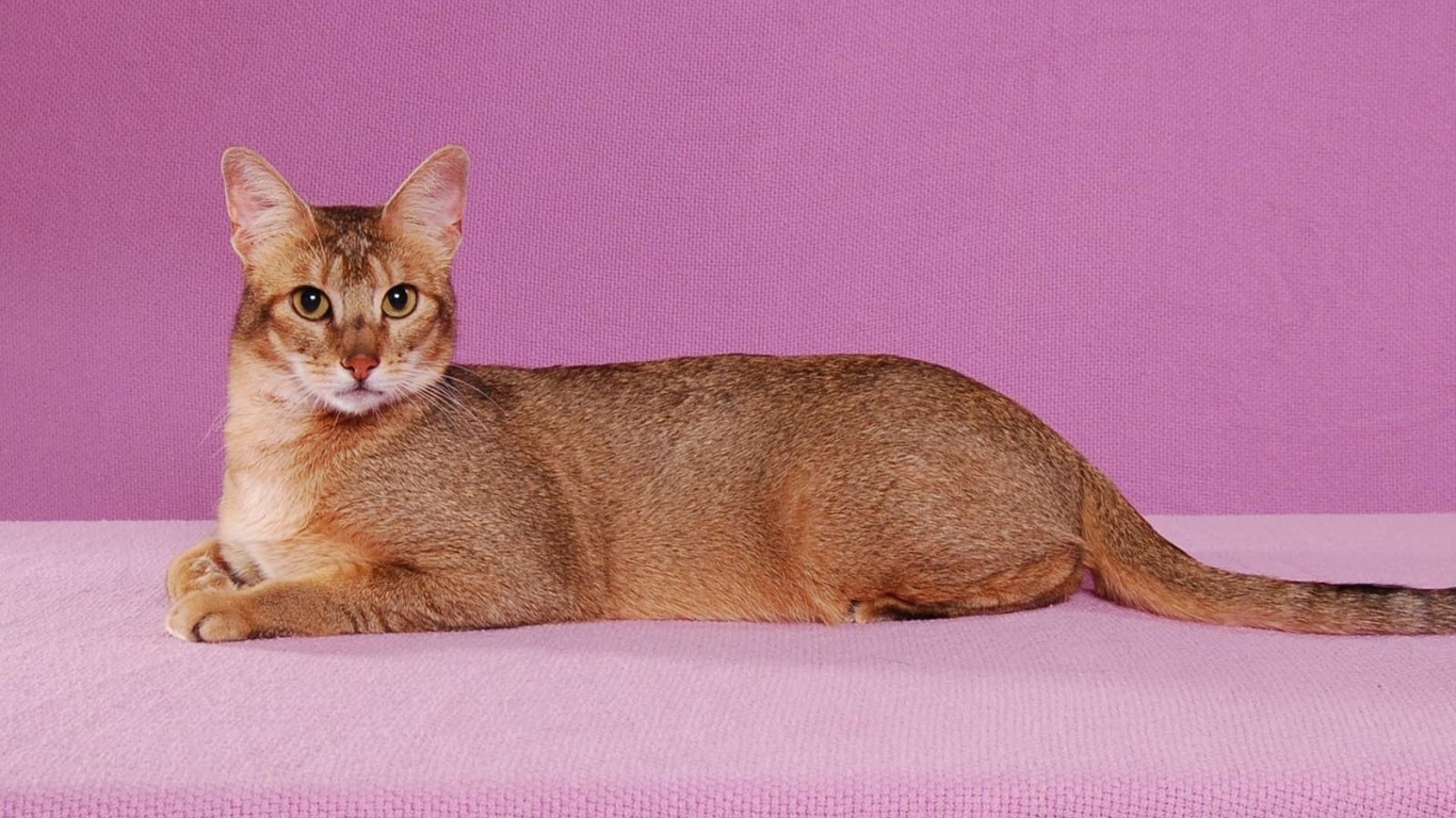 Abyssinian Cat Pose for 1366 x 768 HDTV resolution