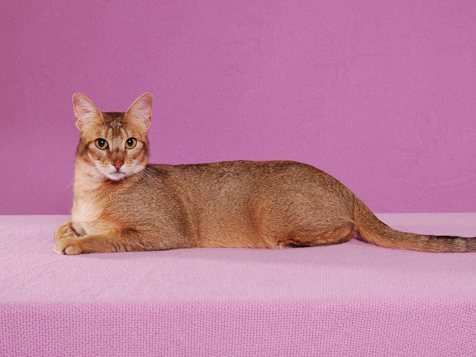 Abyssinian Cat Pose for 1600 x 1200 resolution