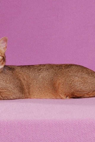 Abyssinian Cat Pose for 320 x 480 iPhone resolution