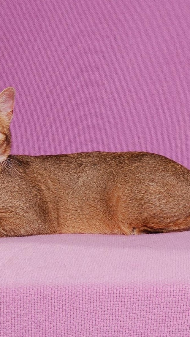 Abyssinian Cat Pose for 640 x 1136 iPhone 5 resolution