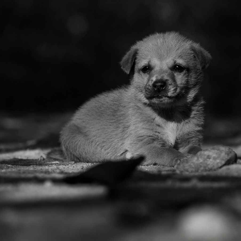 Adorable Lonely Puppy for 1024 x 1024 iPad resolution