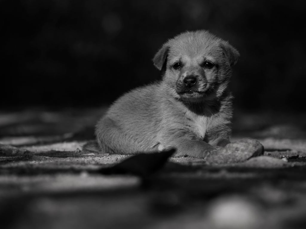 Adorable Lonely Puppy for 1024 x 768 resolution