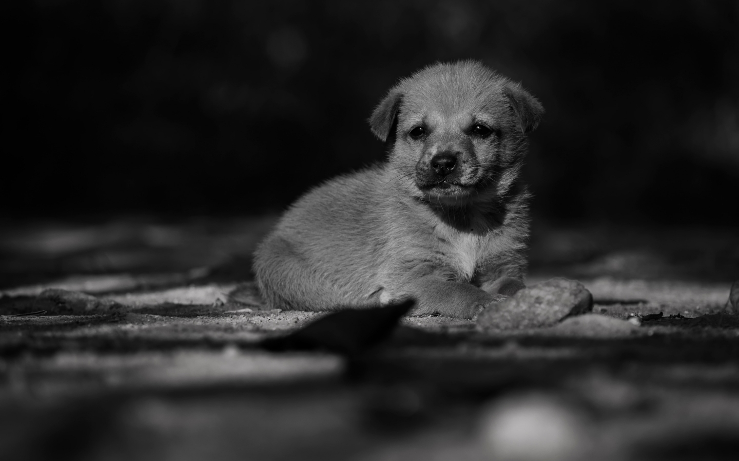 Adorable Lonely Puppy for 1440 x 900 widescreen resolution