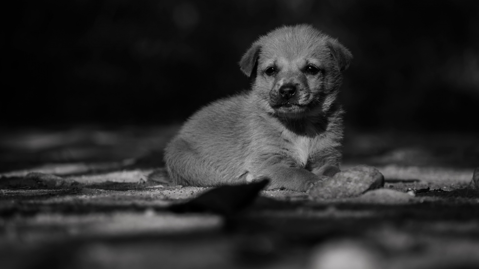Adorable Lonely Puppy for 1600 x 900 HDTV resolution