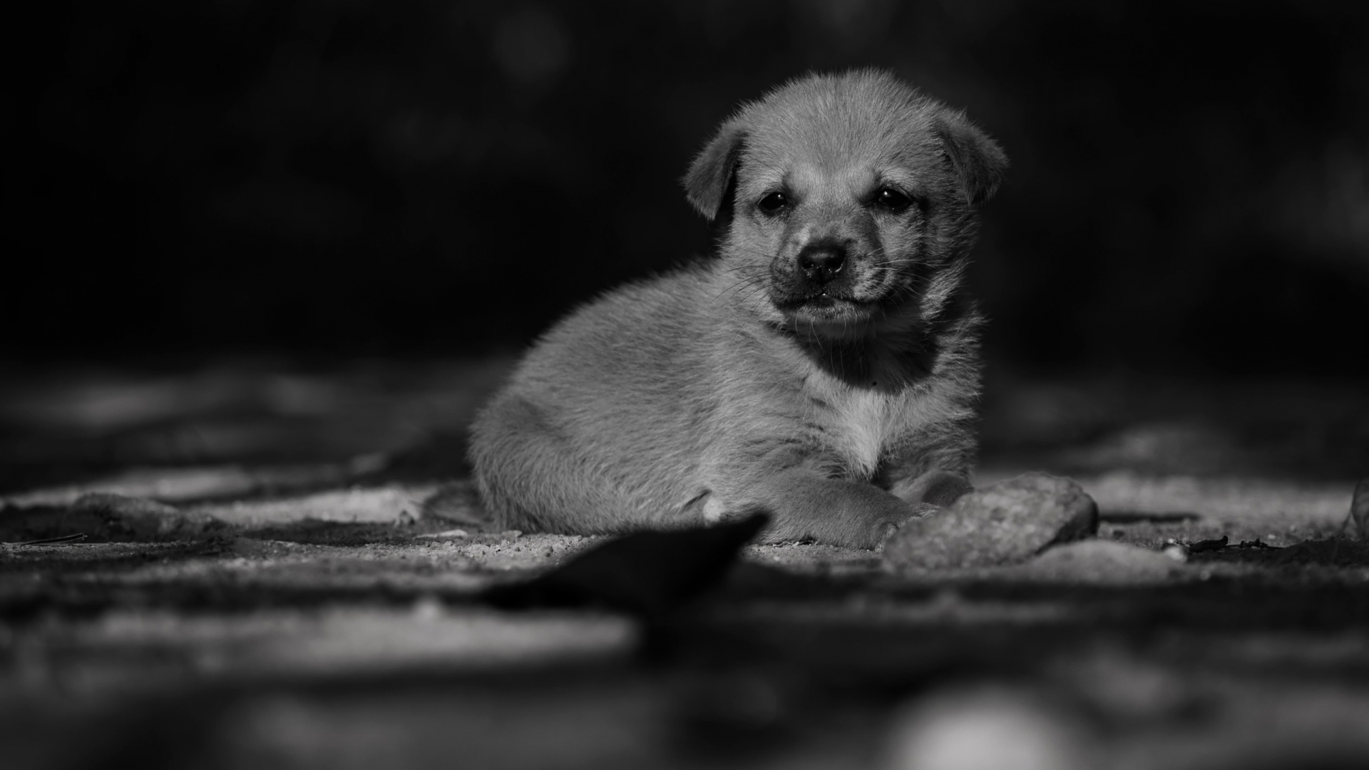 Adorable Lonely Puppy for 1920 x 1080 HDTV 1080p resolution