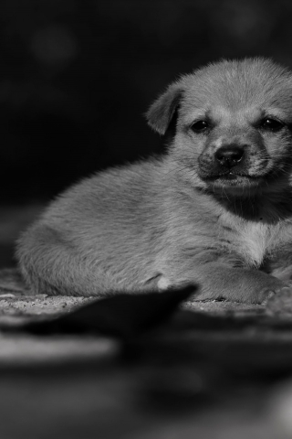 Adorable Lonely Puppy for 320 x 480 iPhone resolution