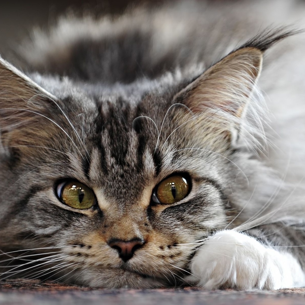Adorable Maine Coon Cat for 1024 x 1024 iPad resolution