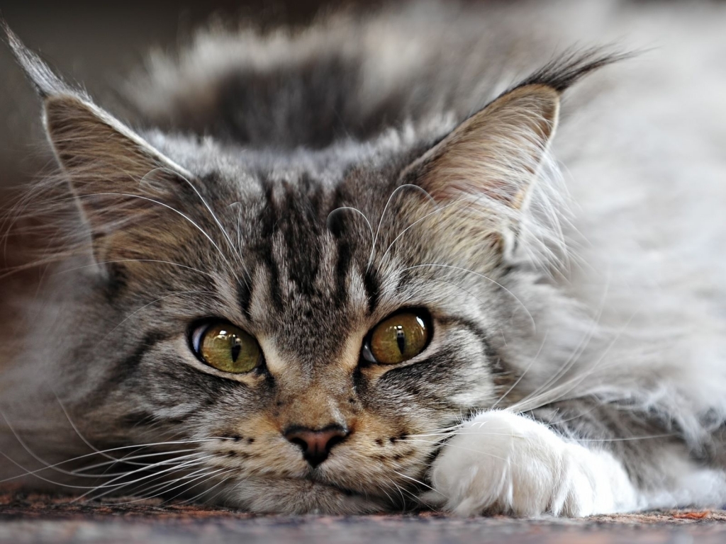 Adorable Maine Coon Cat for 1024 x 768 resolution