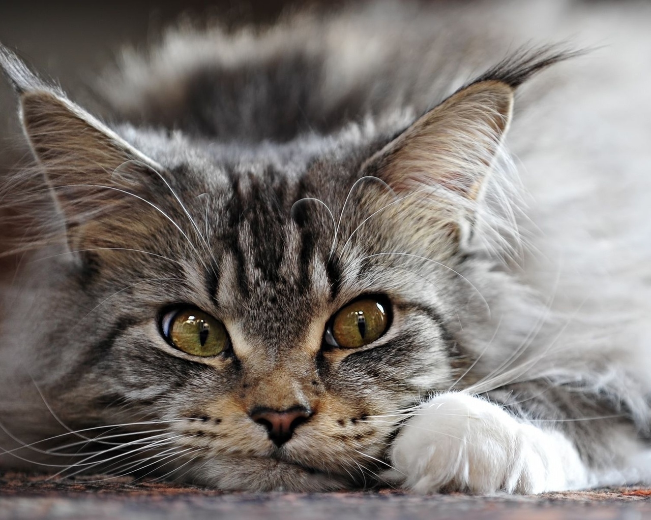 Adorable Maine Coon Cat for 1280 x 1024 resolution
