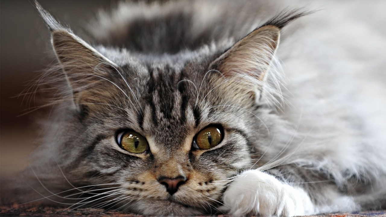 Adorable Maine Coon Cat for 1280 x 720 HDTV 720p resolution