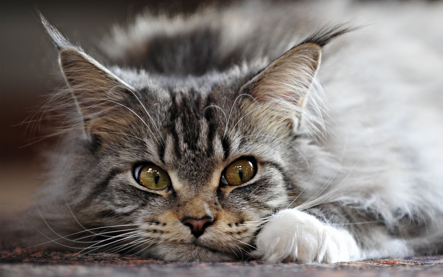 Adorable Maine Coon Cat for 1440 x 900 widescreen resolution