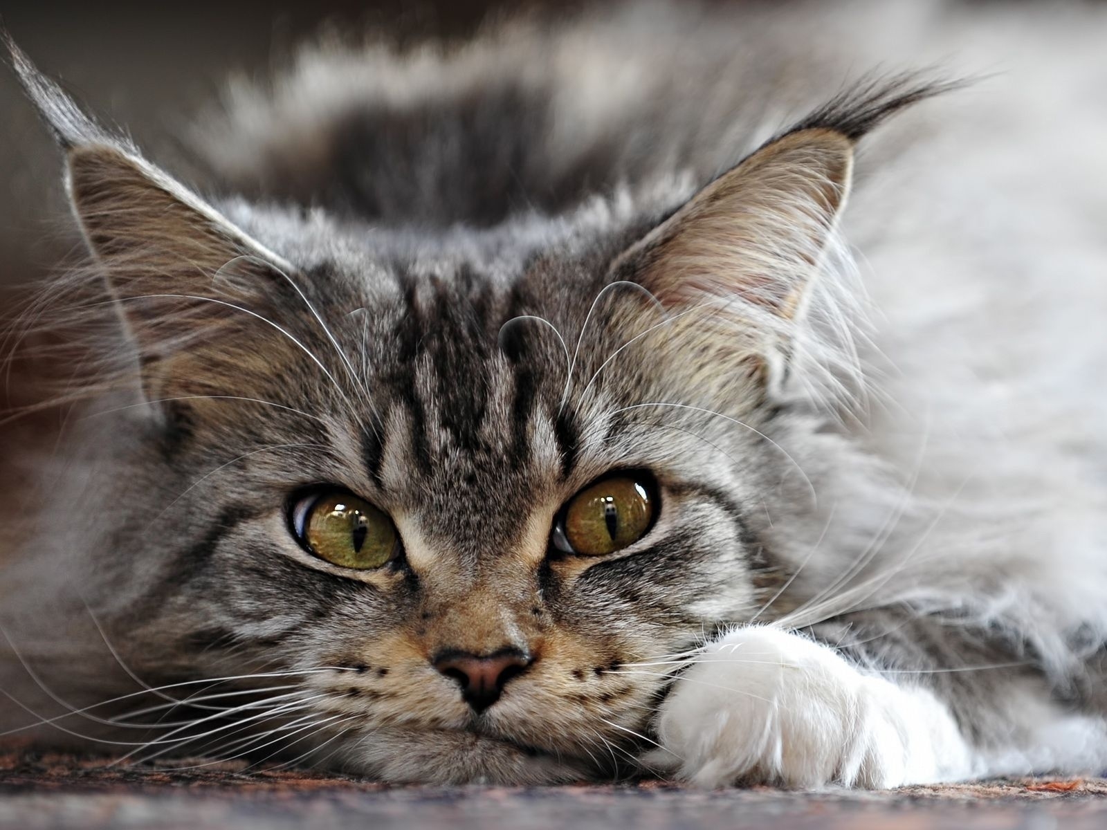 Adorable Maine Coon Cat for 1600 x 1200 resolution