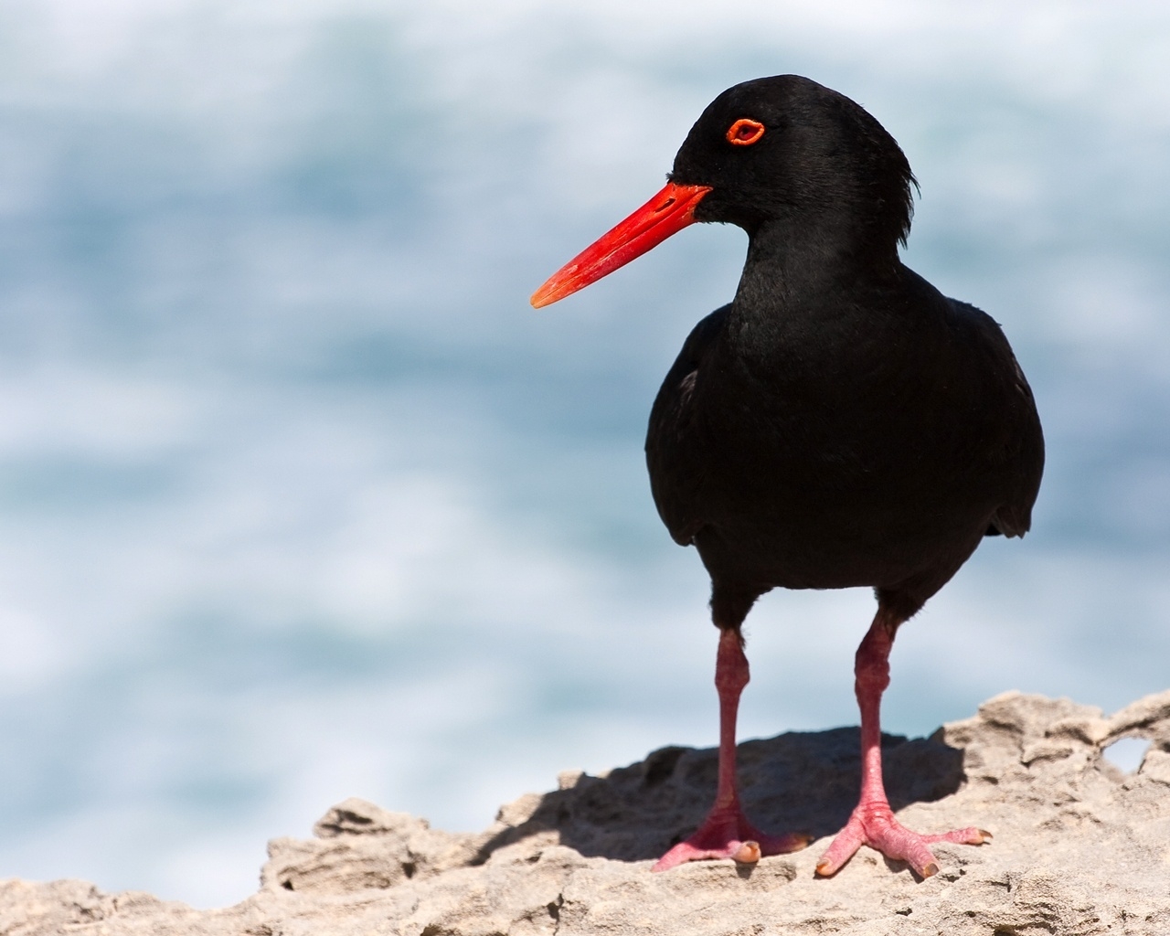 African Black Oystercatcher for 1280 x 1024 resolution
