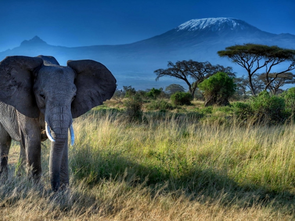African Elephant for 1152 x 864 resolution
