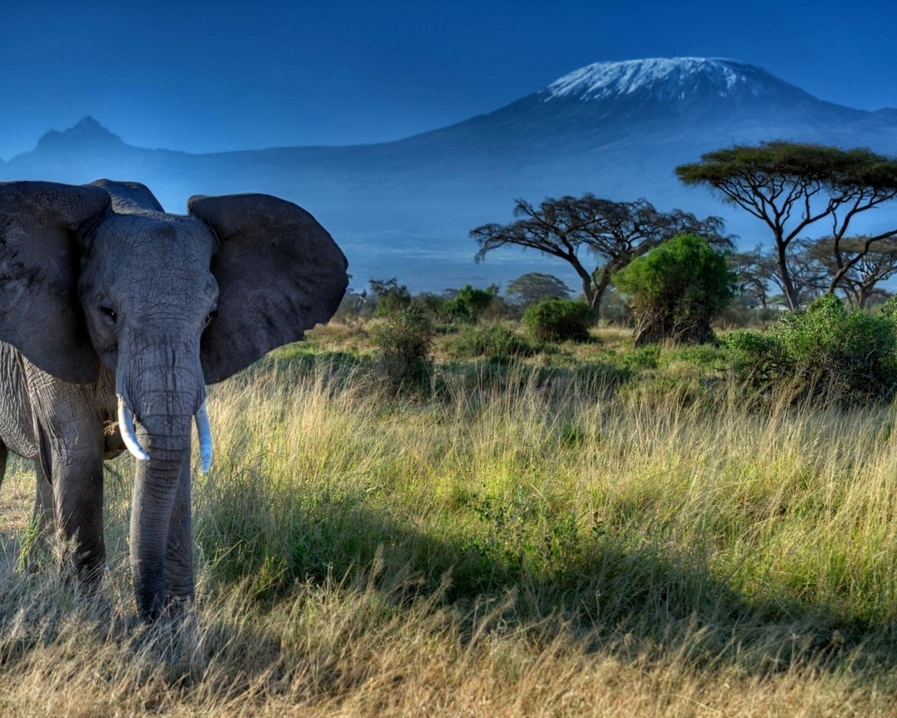African Elephant for 1280 x 1024 resolution