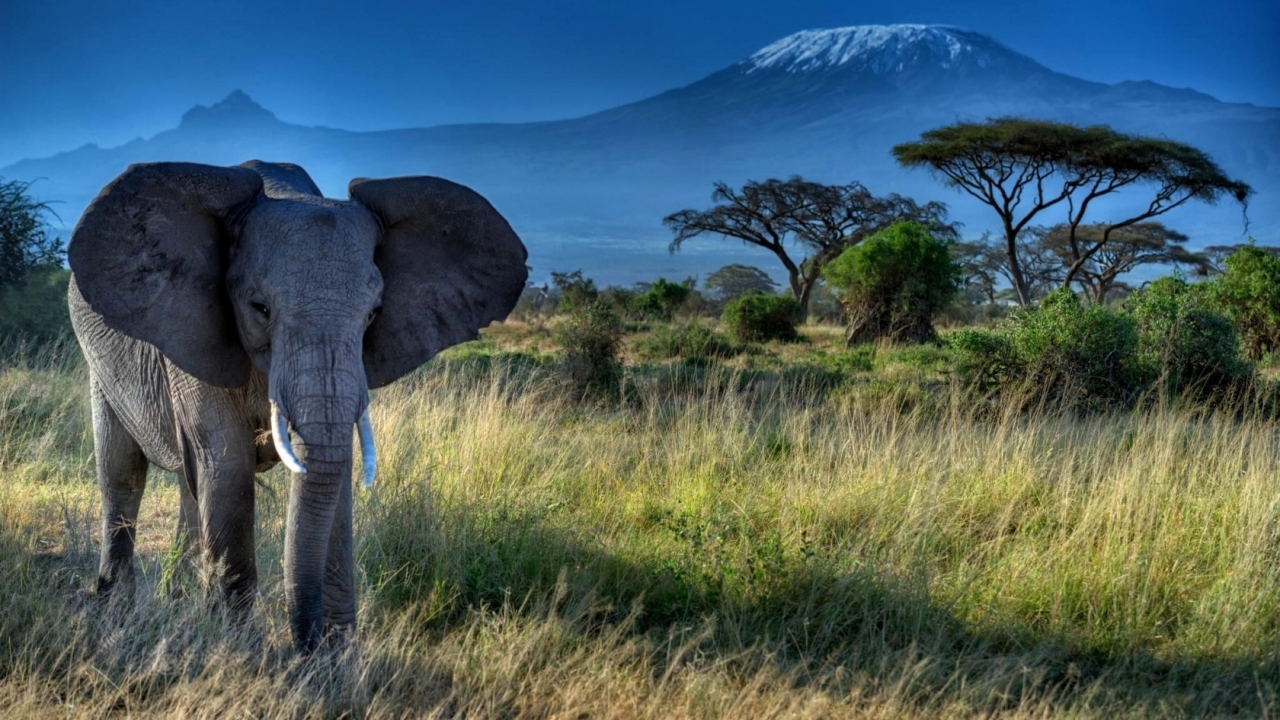 African Elephant for 1280 x 720 HDTV 720p resolution