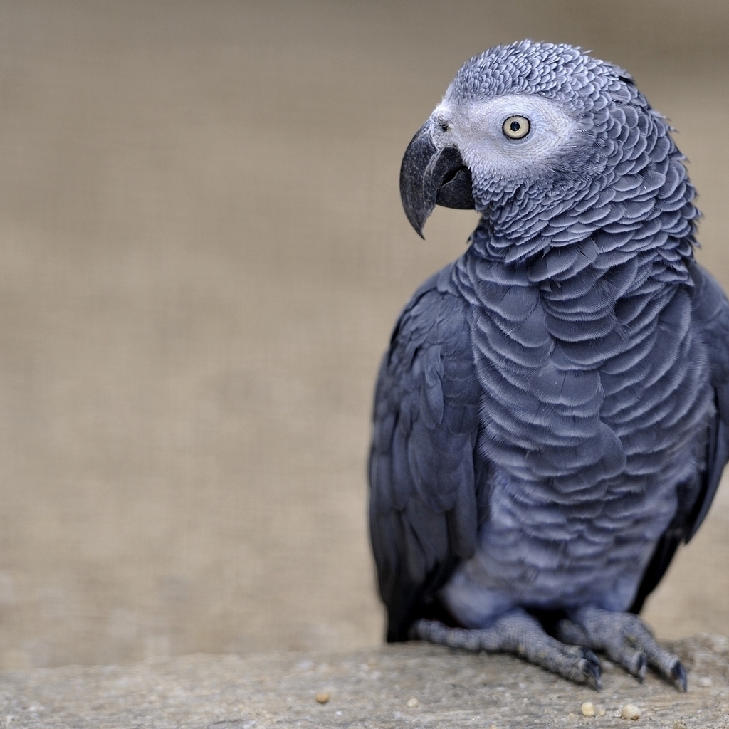 African Grey Parrot for 1024 x 1024 iPad resolution