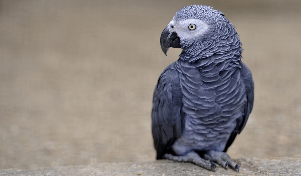 African Grey Parrot for 1024 x 600 widescreen resolution