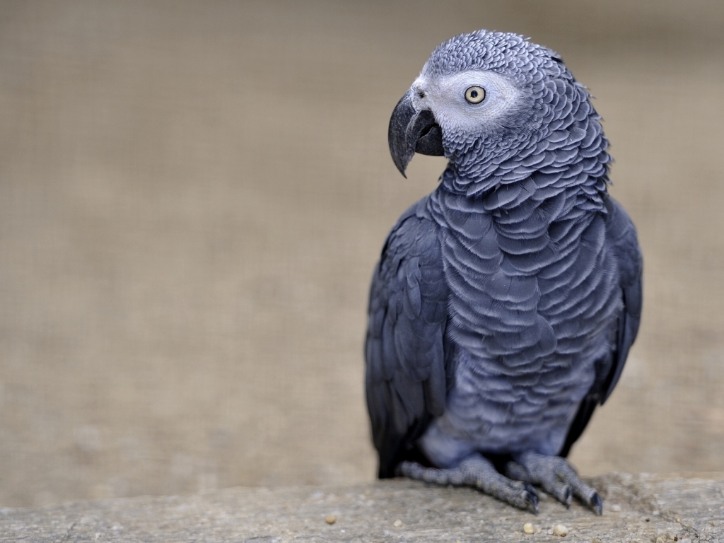 African Grey Parrot for 1024 x 768 resolution