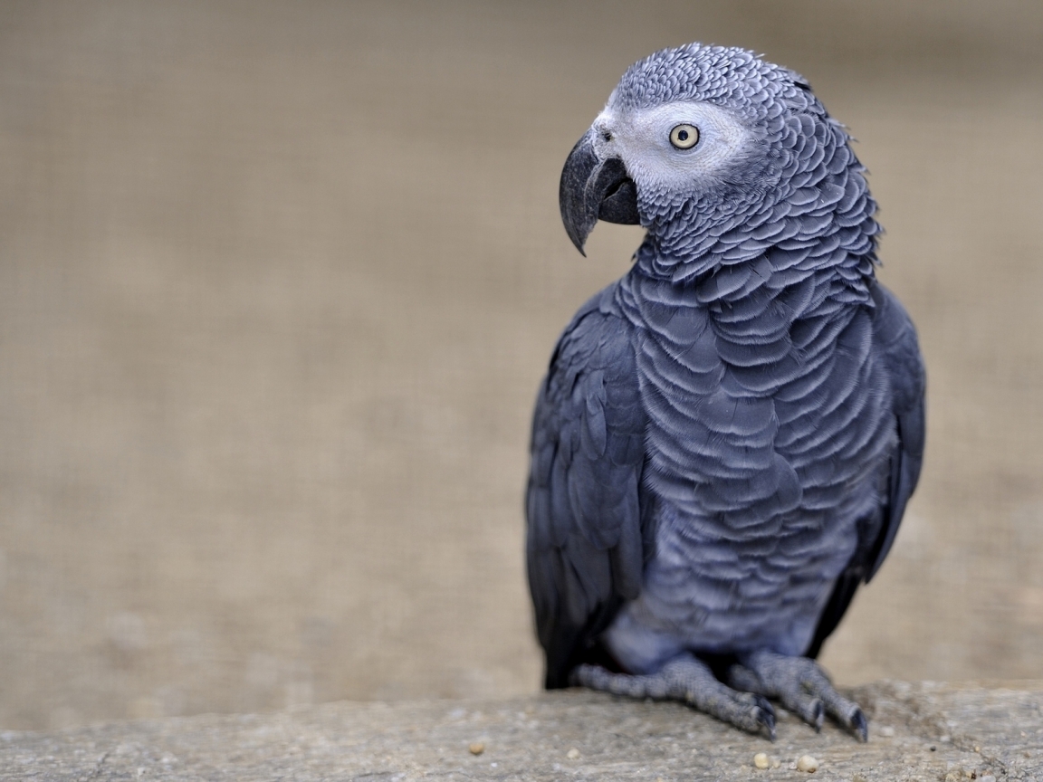 African Grey Parrot for 1152 x 864 resolution