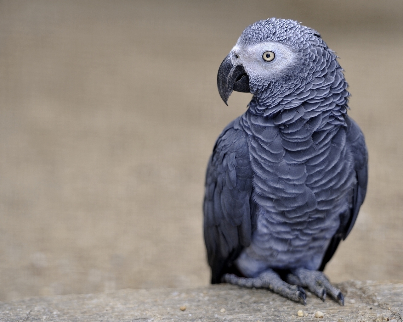 African Grey Parrot for 1280 x 1024 resolution