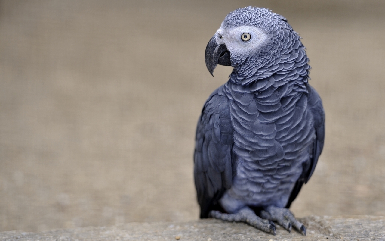 African Grey Parrot for 1280 x 800 widescreen resolution