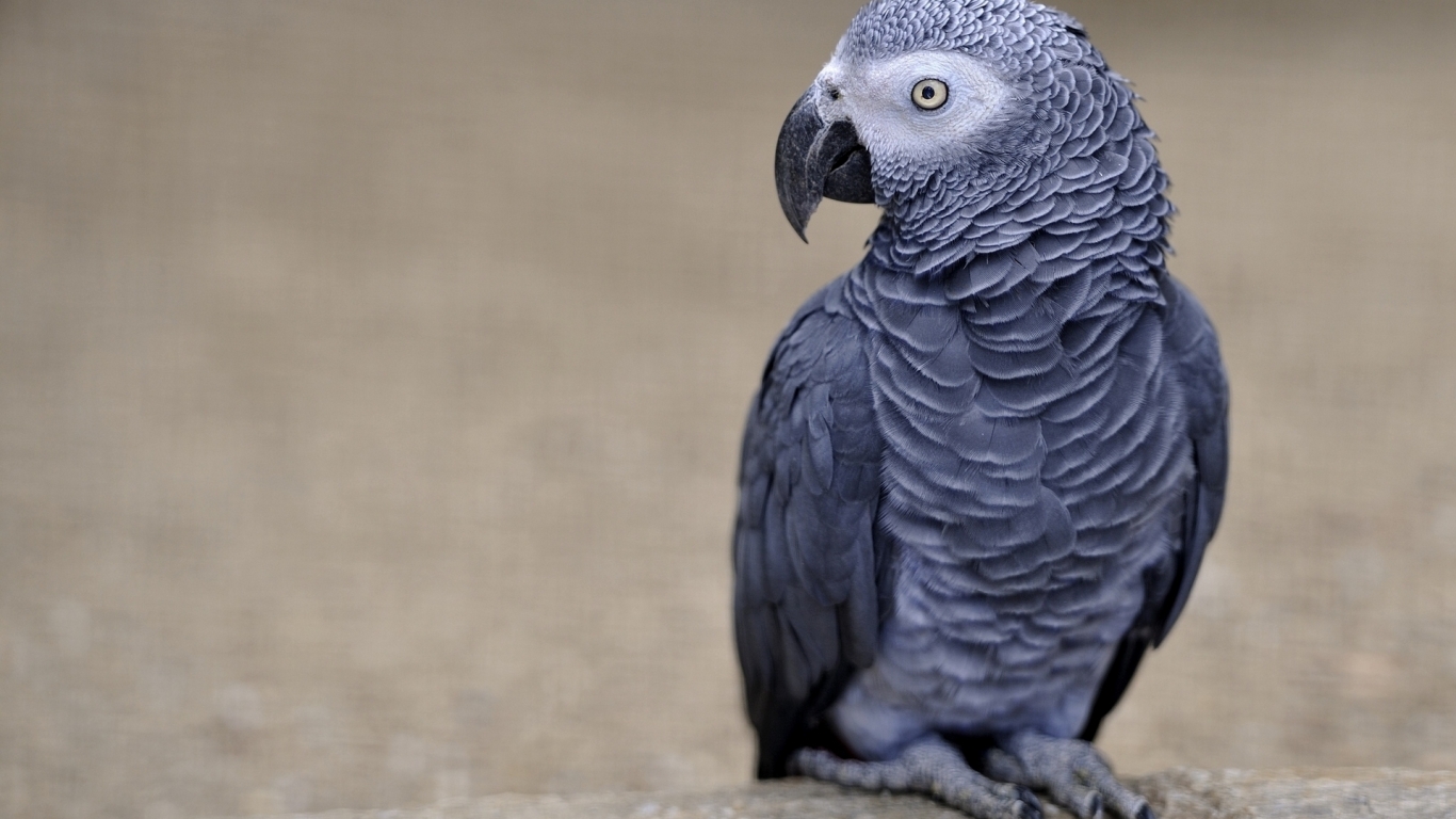 African Grey Parrot for 1366 x 768 HDTV resolution