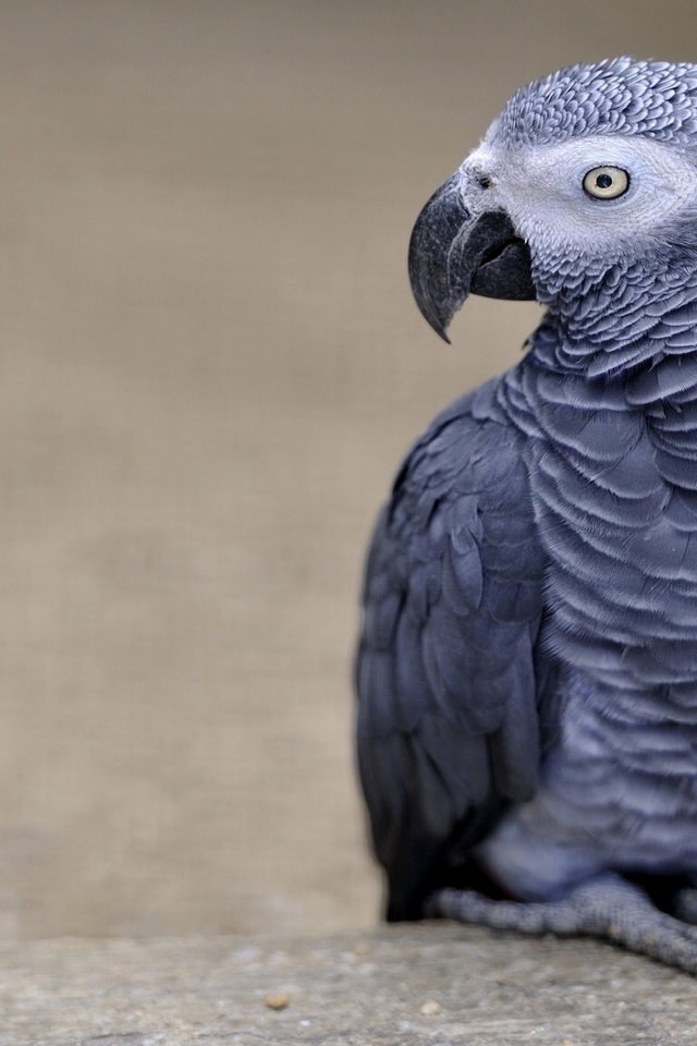 African Grey Parrot for 640 x 960 iPhone 4 resolution
