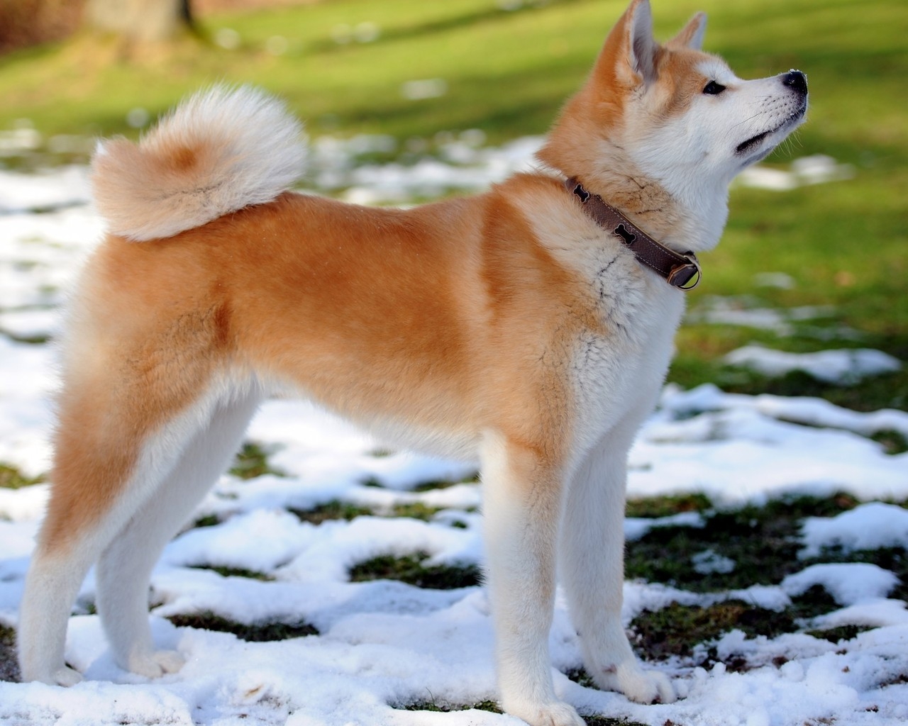 Akita Inu Dog for 1280 x 1024 resolution