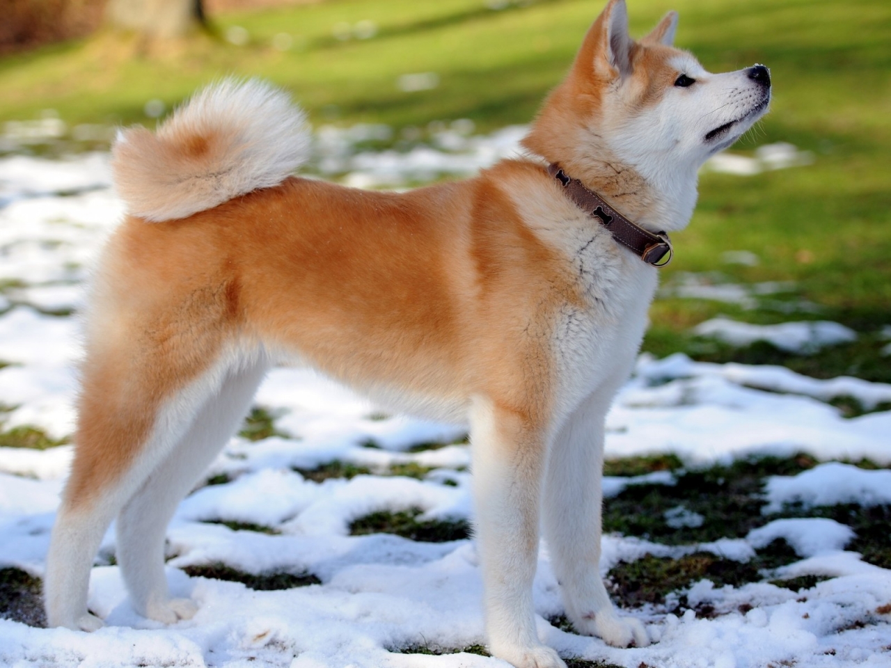 Akita Inu Dog for 1280 x 960 resolution