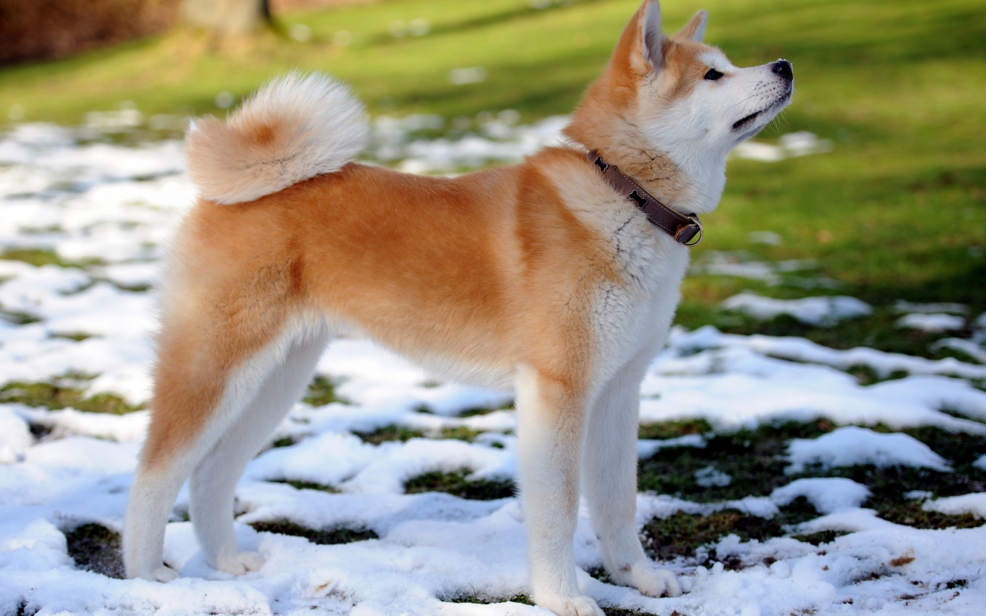 Akita Inu Dog for 1440 x 900 widescreen resolution