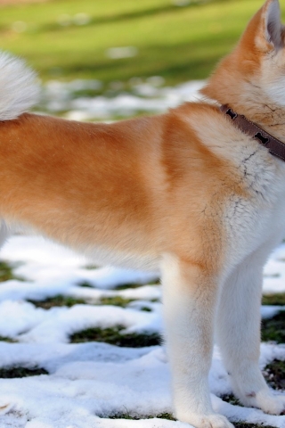 Akita Inu Dog for 320 x 480 iPhone resolution