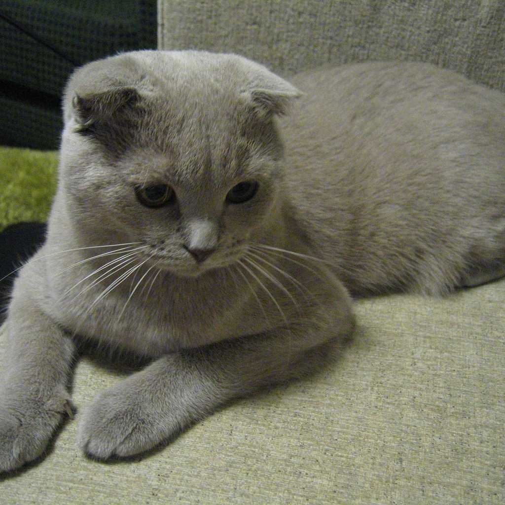 Alert Scottish Fold Cat for 1024 x 1024 iPad resolution