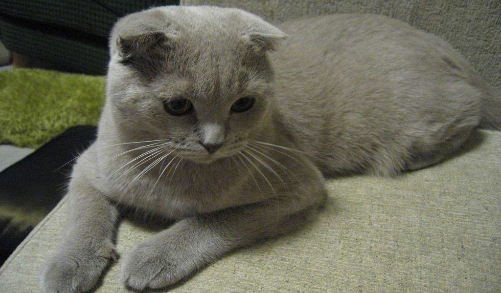 Alert Scottish Fold Cat for 1024 x 600 widescreen resolution