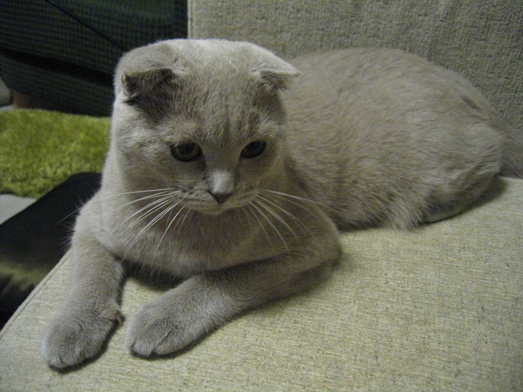 Alert Scottish Fold Cat for 1024 x 768 resolution