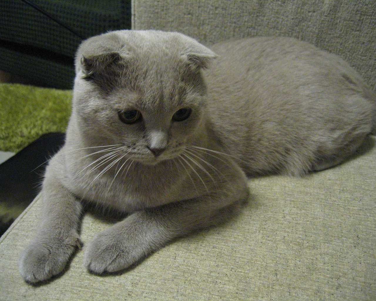 Alert Scottish Fold Cat for 1280 x 1024 resolution