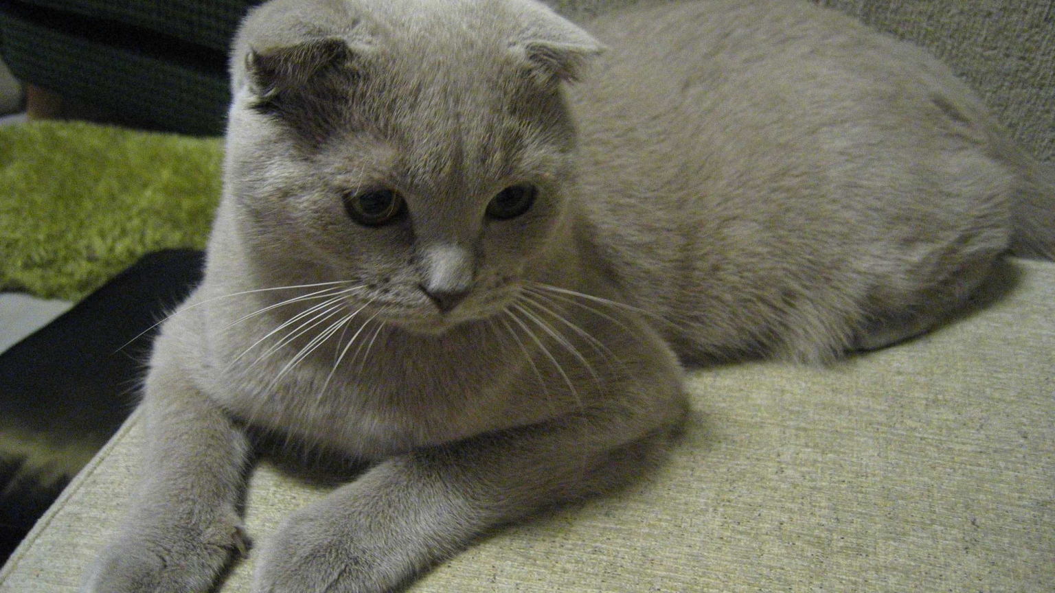 Alert Scottish Fold Cat for 1536 x 864 HDTV resolution